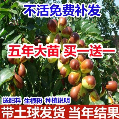 枣树活苗嫁接枣子果树苗盆栽南方北方种植沾化冬枣大红枣当年结果