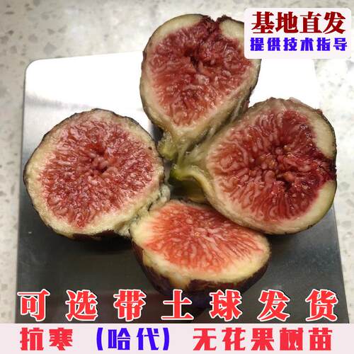 芝加哥哈代无花果树苗抗