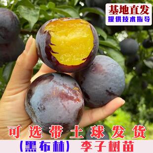 黑布林大李子树苗嫁接黄肉黑布朗李果树苗南方北方庭院盆栽地栽苗