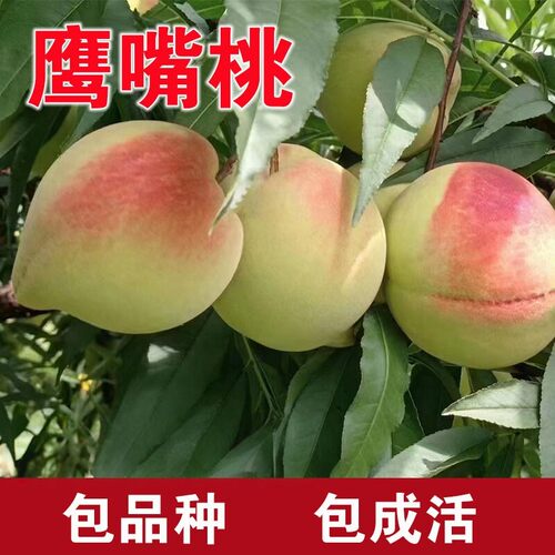 鹰嘴桃树果苗嫁接苗甜脆