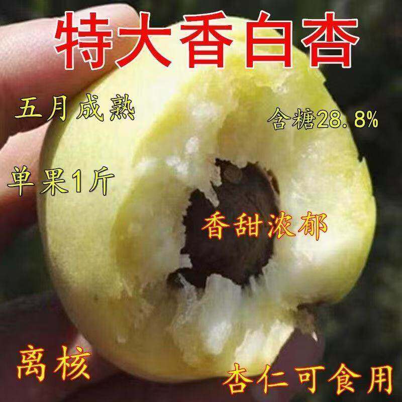 河北香白杏树苗嫁接新品种耐寒甜杏树果苗南北方种植栽当年结果