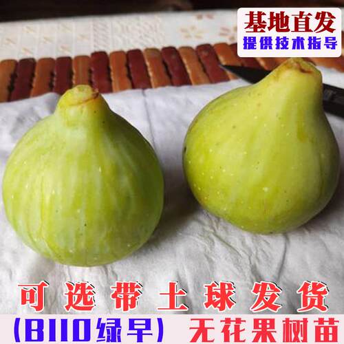 B110绿早无花果树果苗特