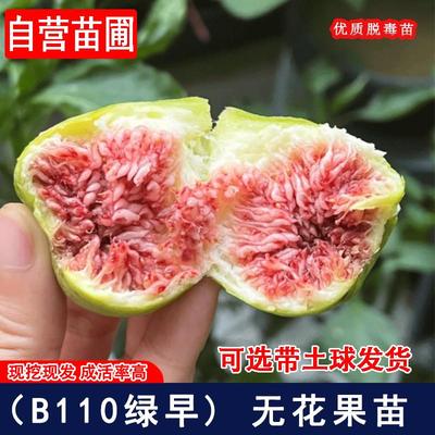 B110绿早无花果树果苗特大土金糖包子无花果树苗南方北方盆栽地栽