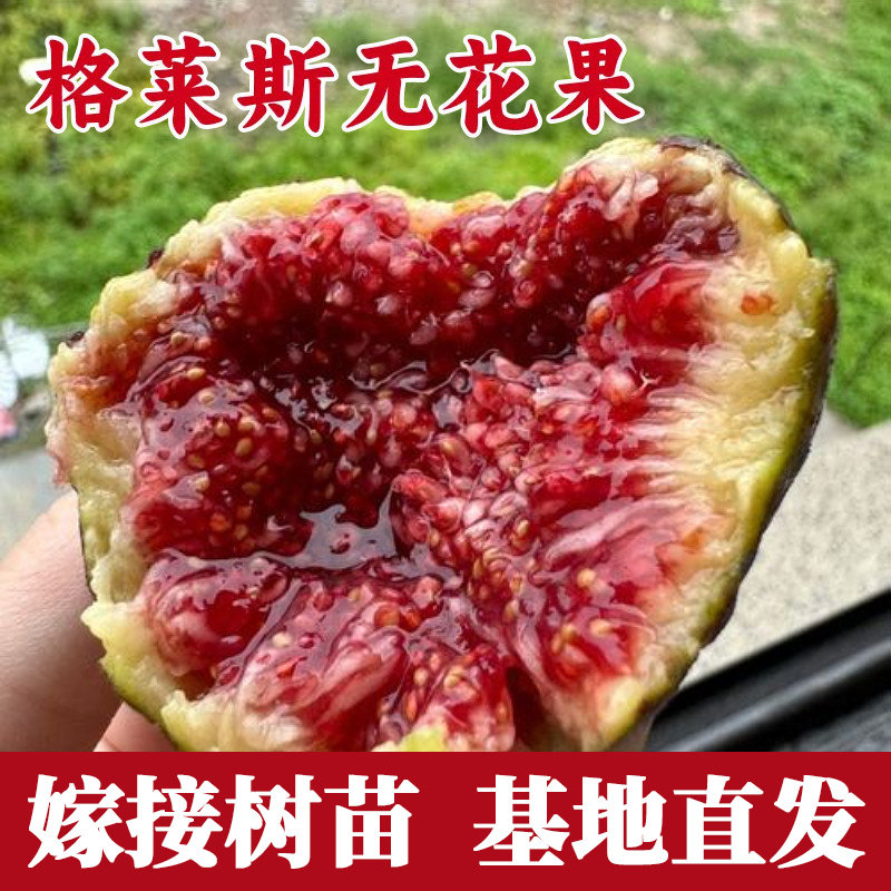 格莱斯无花果树果苗南北图片