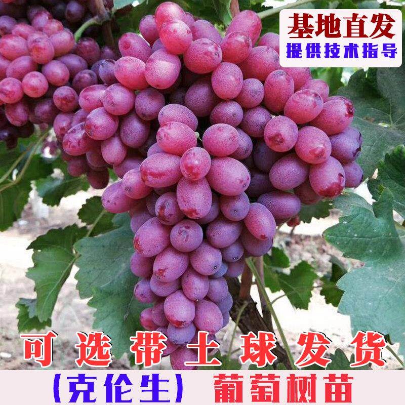 克伦生无籽红提葡萄树苗嫁接无核克瑞森爬藤葡萄树果苗庭院盆地栽