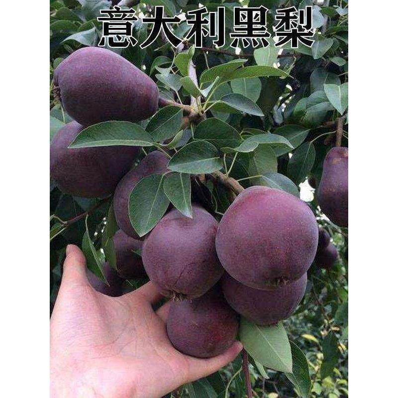 特大嫁接意大利黑梨树苗嫁接晚熟超甜黑皮梨子苗盆栽地栽当年结果