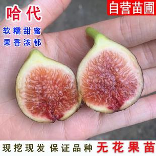 哈代无花果树苗高耐寒糖心紫果无花果苗南方北方种植当年结果