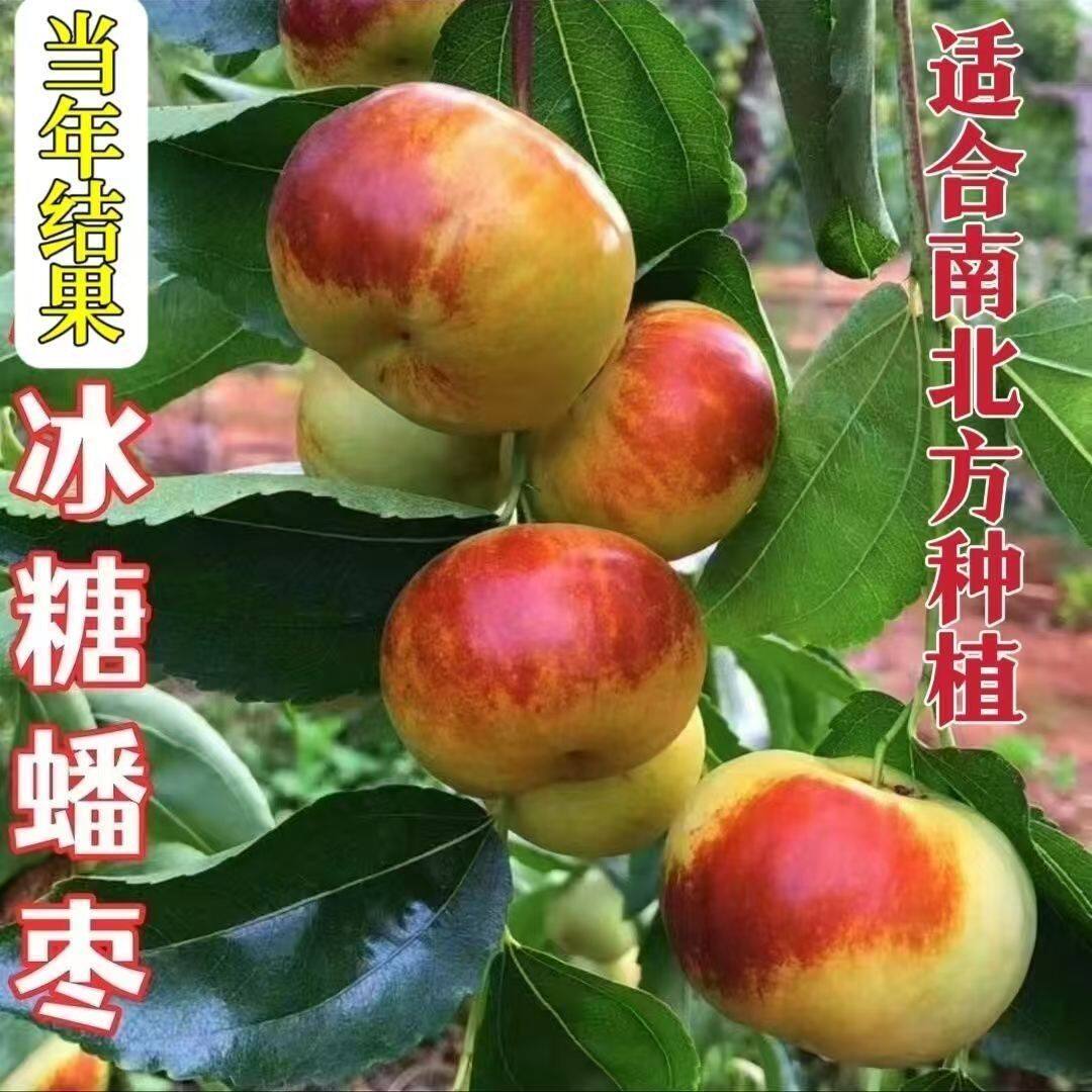 正宗特大油蟠枣树苗耐寒图片