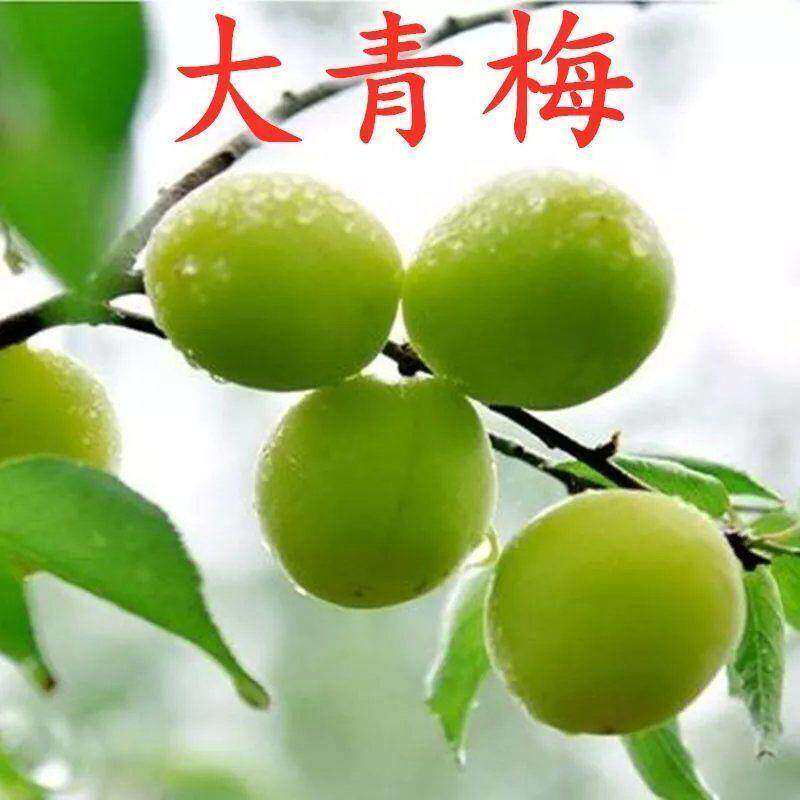 青梅苗树苗青口梅酸梅苗乌梅种植梅子树嫁接苗实生苗南方当年结果
