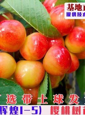 嫁接辉煌1-5樱桃树苗特大鲁樱5号黄色蜜甜大樱桃树果苗盆栽地栽苗