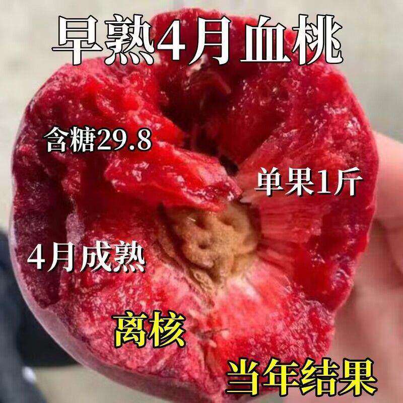 嫁接桃子树苖紫肉血桃树苖特大红肉血桃苖当年结果南北方四季种植