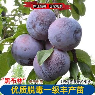黑布林大李子树苗嫁接黄肉黑布朗李果树苗南方北方庭院盆栽地栽苗