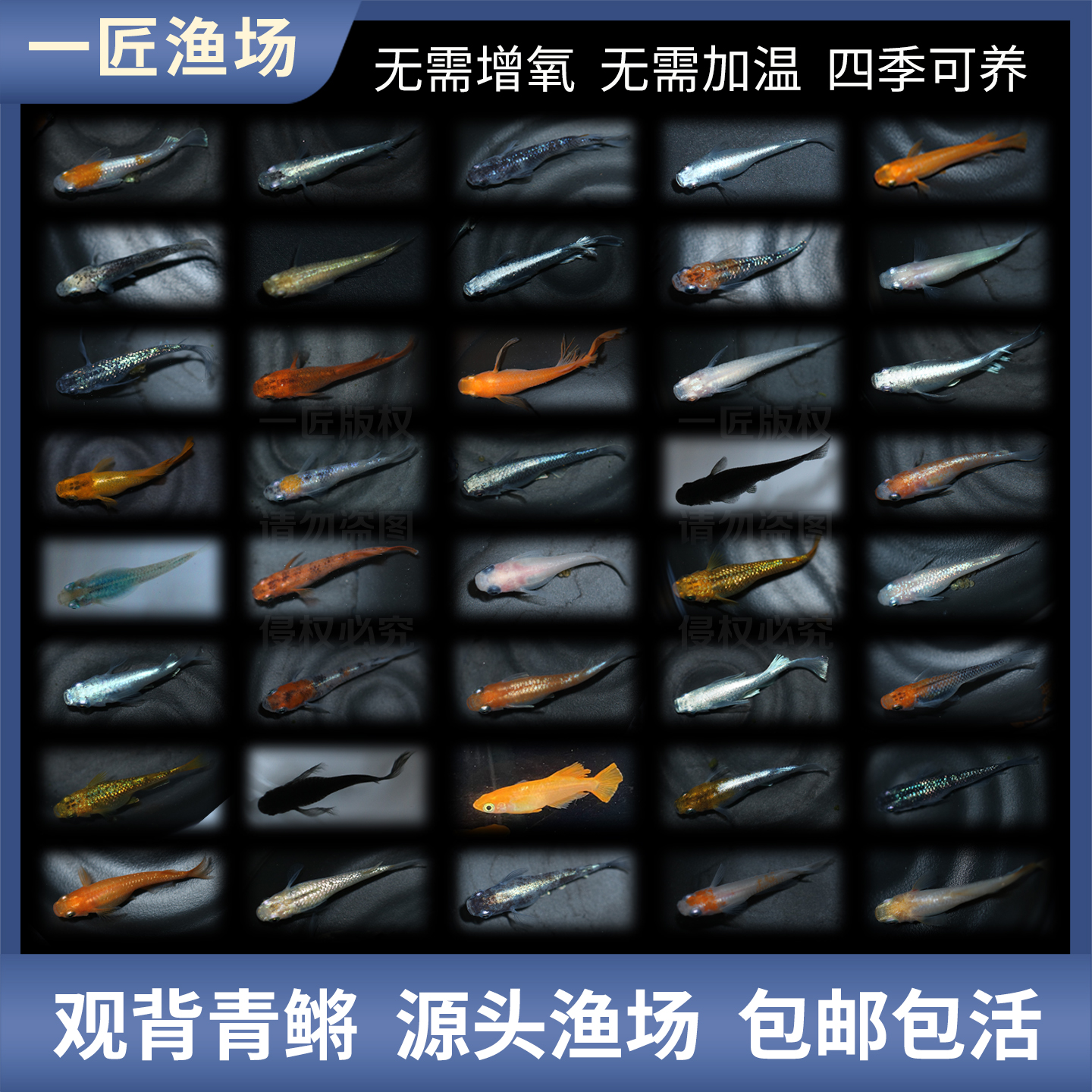 一条单条观背青鳉小型锦鲤金鱼观赏鱼冷水淡水魔法鱼锦鳉特价捡漏