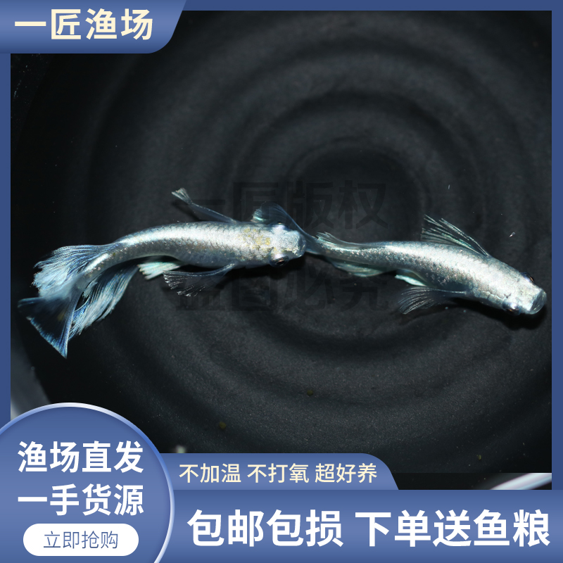天使之翼观背青鳉干支长鳍小型观赏鱼不加温锦鳉超好看漂亮网红鱼