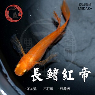 长鳍贵妃长鳍红帝星光观背青鳉小型观赏鱼绿光星河忘却之翼除油膜