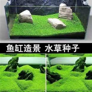 迷你对叶鱼缸前景草水草种子造景美观水生植物现货量大优惠