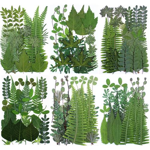 绿叶组合包真树叶植物标本贴画干花干叶片材料包拍摄道具