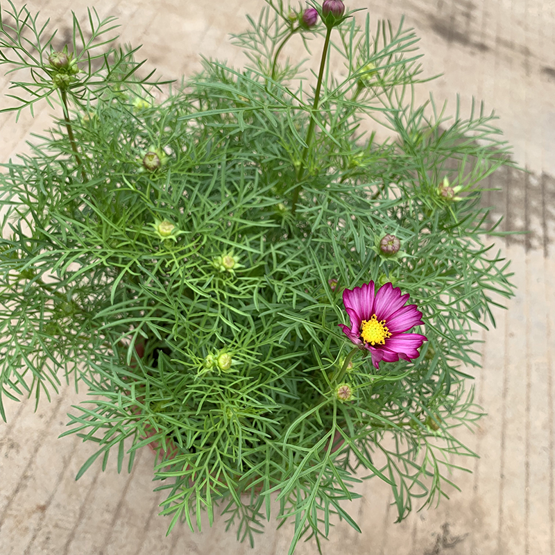 波斯菊鲜花盆栽格桑花盆栽花卉阳台庭院喜阳带花苞容易养循环开花