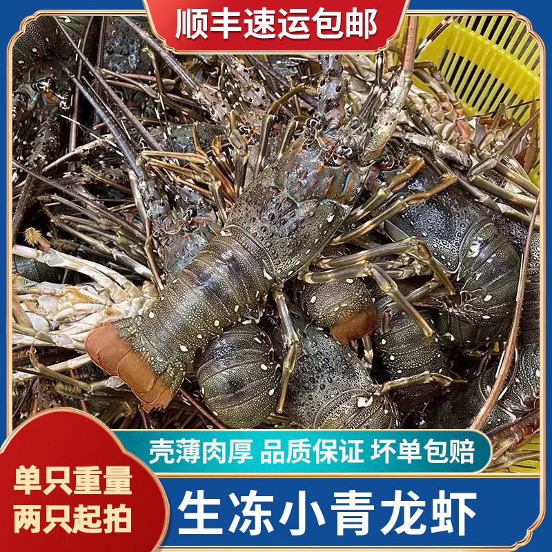 小青龙鲜活速冻小龙虾青龙虾仔水产青龙虾海鲜水产顺丰包邮