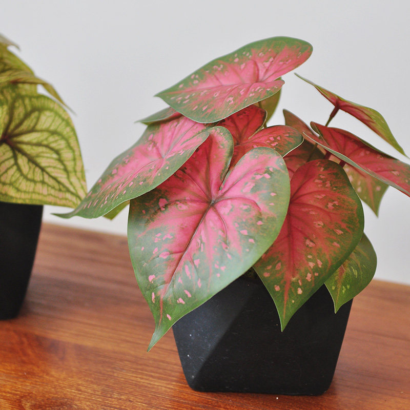 清货 轻瑕 仿真绿植花艺盆栽盆景 家居办公桌面装饰植物