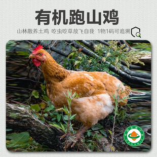 有机跑山鸡 自然散养2年现杀土鸡老母鸡大公鸡农家煲汤母鸡丨顺丰