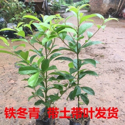 万紫千红 铁冬青树苗 常绿 庭院 绿化观赏 白银木药材苗 红果大叶