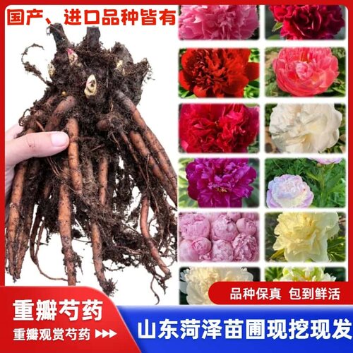 重瓣芍药花苗四季易活好养花卉植物室内盆栽庭院地栽带芽芍药种根