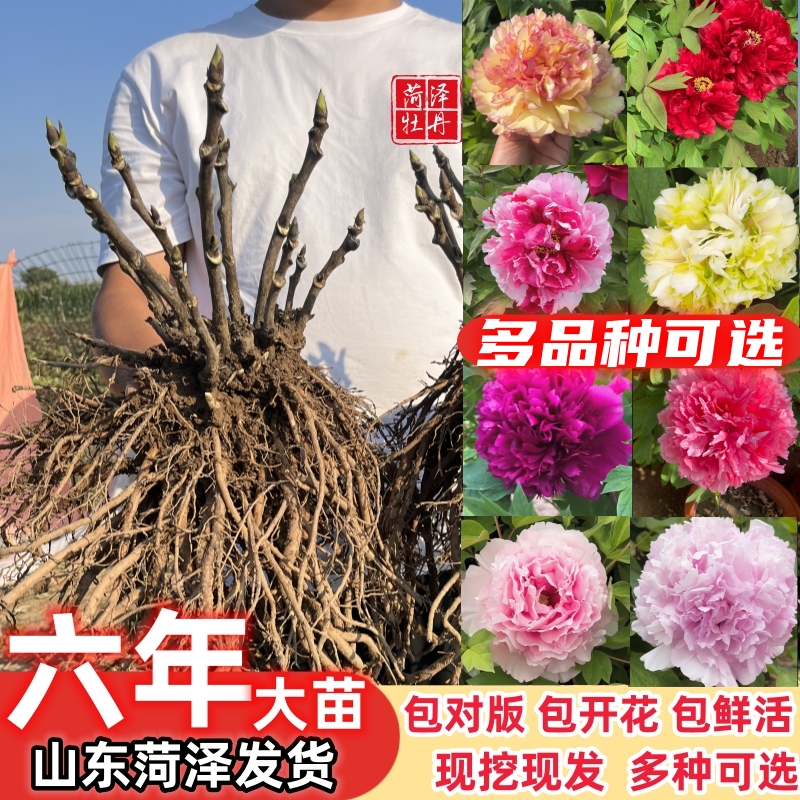 牡丹盆栽庭院春季包品种开花