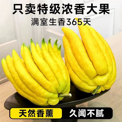 佛手果新鲜鲜果云南水果食用可清供非金华佛手佛手柑摆件