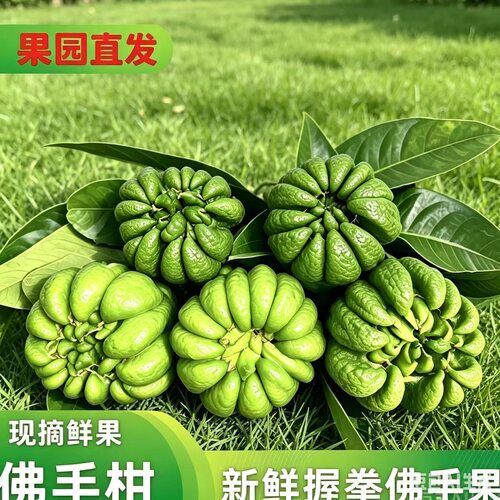 新鲜采摘四川高山佛手柑瑕疵鲜果可食用闻香观赏清供带枝水培微瑕