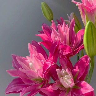 重瓣百合鲜花多头瓶插花鲜切花香水重瓣百合