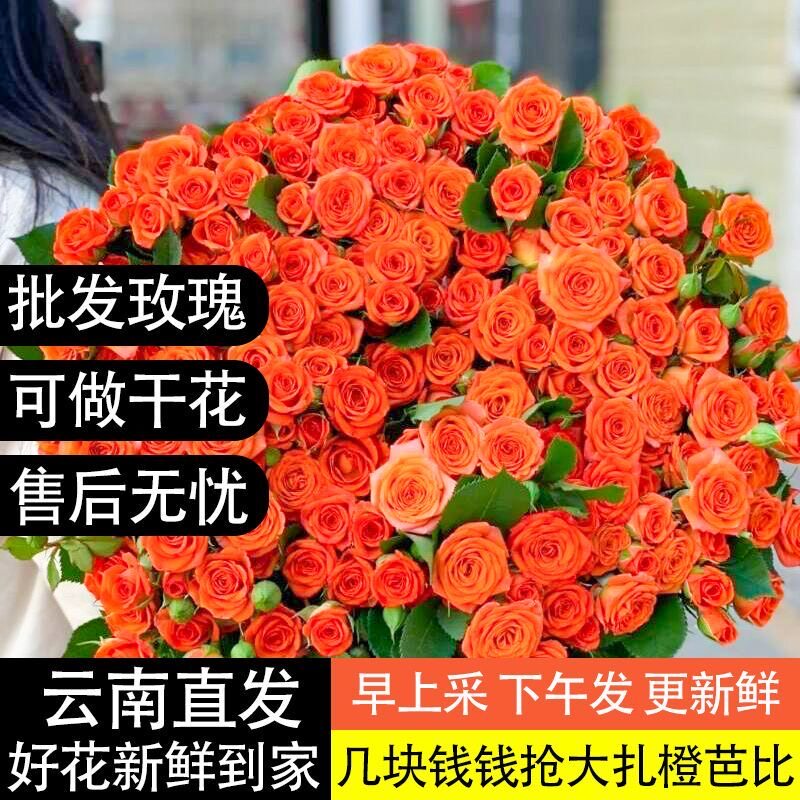 花农现采橙色芭比多头小玫瑰云南鲜花基地直发多头玫瑰可做干花