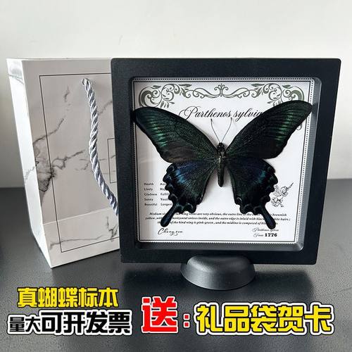 真蝴蝶标本悬浮盒相框装饰摆件