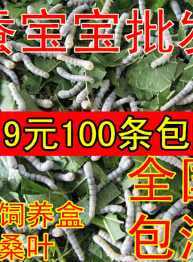 桑叶新鲜蚕食物蚕卵彩色蚕宝宝