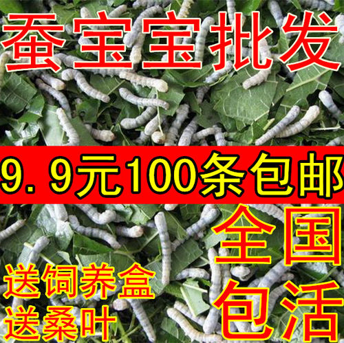 桑叶新鲜蚕食物蚕卵彩色蚕宝宝