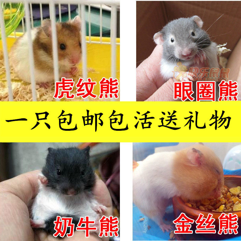 金丝熊虎纹熊活体奶牛眼圈米熊仓鼠活体小宠物活物一只送礼物包邮|msdalam kategori haiwan peliharaan/makanan haiwan dan bekalan, hamsters kelas haiwan peliharaan dan lain-lain kecil, Hamsters - dari Buy2taobao.com untuk memberikan perkhidmatan ejen Taobao profesional membeli