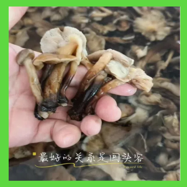 新鲜美味营养不流失珍品馈赠首选