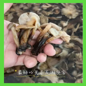 新鲜美味营养不流失珍品馈赠首选