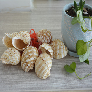 海螺哨子大号中小发声天然幼教认知表演儿童玩具棕白色花波纹贝壳