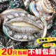 包邮 20只 贝类海鲜水产深海大鲍鱼鲜活小鲍鱼 新鲜鲍鱼活鲍鱼