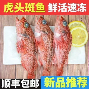 老虎斑鱼新鲜虎头斑鱼老虎斑野生鱼海鲜水产冷冻 顺丰 海捕石斑鱼