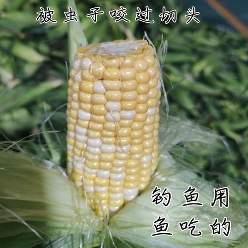 钓鱼专用双色水果玉米钓鱼专用新鲜带壳钓草鱼鲤鱼鲫鱼打窝鱼饵
