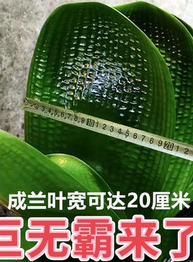 长春精品君子兰圆头短叶巨无霸粗筋麻脸油匠和尚花卉盆栽小苗