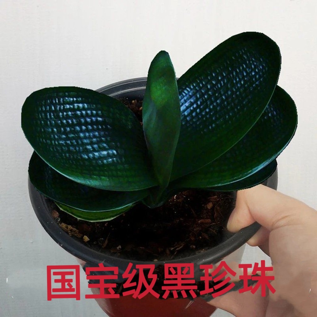 君子兰旗舰店小苗精品麻脸新手好养珍珠王宽叶短叶圆头和名贵高端
