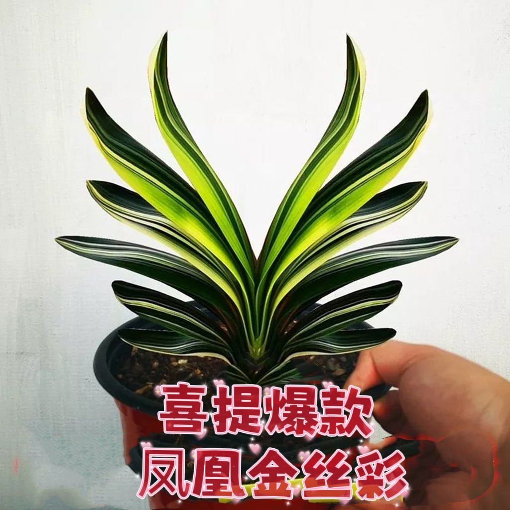 君子兰盆栽长春精品凤凰金丝彩短叶宽叶鸳鸯彩兰覆轮国兰小苗花卉