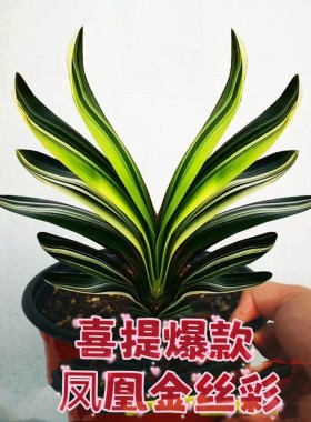 君子兰盆栽长春精品凤凰金丝彩短叶宽叶鸳鸯彩兰覆轮国兰小苗花卉