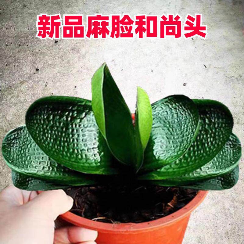 长春精品虎头粗筋麻脸坑纹圆头短叶和尚小苗珍珠宽短叶圆头君子兰