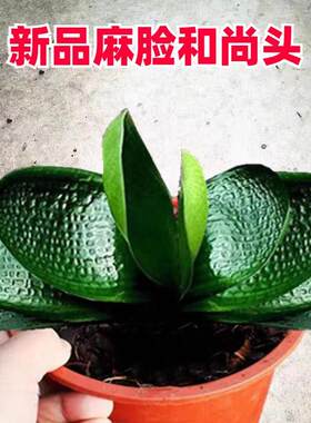 长春精品虎头粗筋麻脸坑纹圆头短叶和尚小苗珍珠宽短叶圆头君子兰