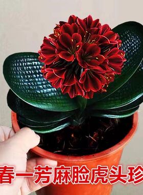 长春精品君子兰高端虎头珍珠宽短叶圆头坑纹麻脸粗筋油匠和尚小苗