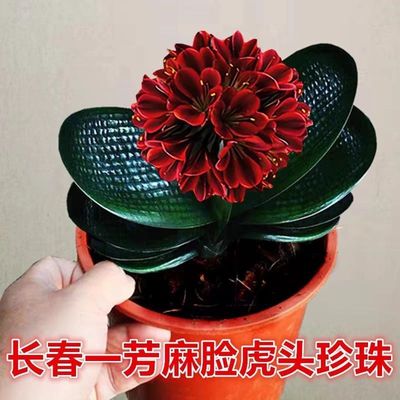 长春精品君子兰高端虎头珍珠宽短叶圆头坑纹麻脸粗筋油匠和尚小苗